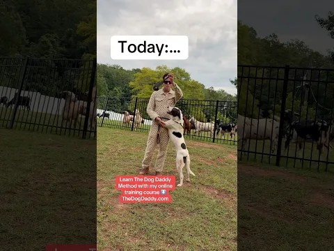 The Dog Daddy Adopts FRUSTRATED Shelter Dog.
