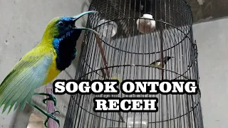 Download BURUNG SOGOK ONTONG RECEH COCOK BUAT MASTERAN MP3