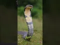 Download Lagu Awesome facts about king cobra! #kingcobras #snake #shorts