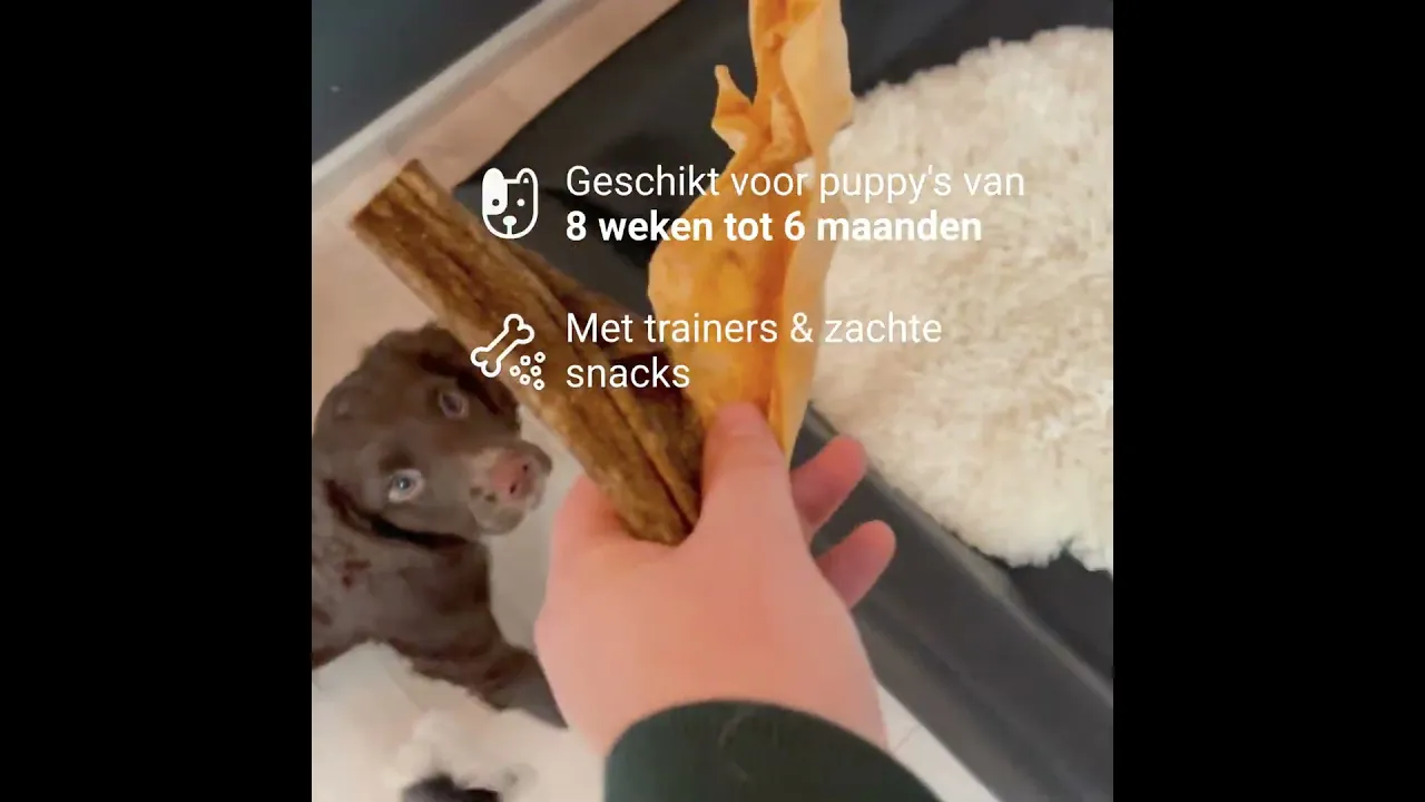 Puppy Bellobox