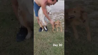 Rescue Dog – Day 1 to Day 30 Transformation 🐕 #rescuedog #trinidad