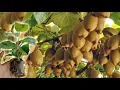 How to Grow Prune And Harvesting Kiwifruit - Gardening Tips