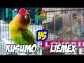 Download Lagu Lovebird Kusumo vs Liemex, Apakah Liemex sudah layak sebagai penerus Kusumo??