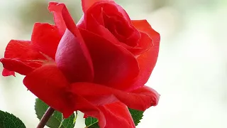 الا بذكر الله تطمئن القلوب اجمل حالة واتس اب 