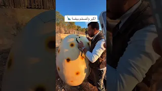 ضحك اكسبلور دويتو Funny تيك توك Travel Light Love Animals ترند ديناصور بيضه 