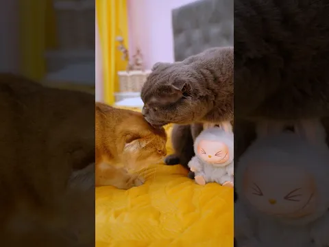 Лабубу котят vs Лабубу собачки