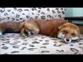Red Fox Tail Brushing