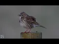 Download Lagu Meadow pipit,Heipiplerke,Луговой конёк,Graspieper,Bisbita pratense,Wiesenpieper,Anthus pratensis