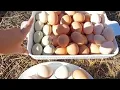 who lays the best eggs between wyandotte, barred rock, Easter egger, black sex link n temperament