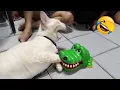 Download Lagu Funniest animals will brighten all your day 😅