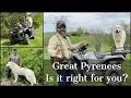Great Pyrenees Is It Right For You