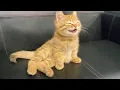Download Lagu Cats Are The CUTEST in the World 🤣 Funny Cat Videos 2025