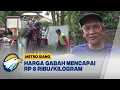 Download Lagu Harga Gabah Tinggi Petani Untung Besar | Metro Siang