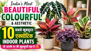 Ghar ko Bangle Jaisa look Dene Wale 10 best indoor plants | Most beautiful  colourful Indoor Plants