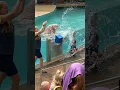 Seaworld Walrus Slowpoke #walrus #seaworld #seaworldorlando