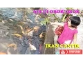 Lagu Air Di Obok Obok Joshua - Lagu Anak Populer - Video Ikan - Musik Anak Anak