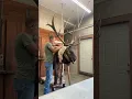 How to Mount an Elk in 60 Seconds