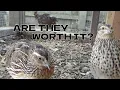 Things I Wish I Knew Before Raising Coturnix Quails