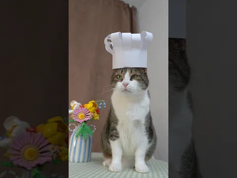 Кошки готовят борщ!😟🤢 #котики