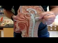 Anatomy II Bonus Episode Tonsils - TEACHER T