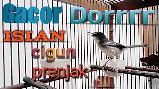 Download Ciblek Semi Gacor Dor | Cisem Isian Prenjak Brem Cigun Dll | Masteran Ciblek Paling Dicari MP3