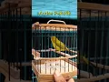 Download Lagu pleci Andre Pekatik solo #shorts