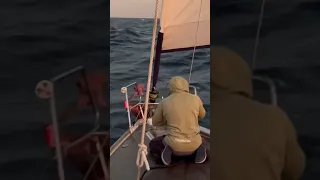 Our Friendly Booby Bird at Sea! 🐦🌊 #shorts