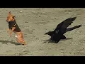 Download Lagu Real Life Dog and Bird Moments, That Will Blow Your Mind! 🤩