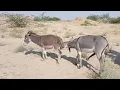 Lagu #donkey #animals #excited #enjoying #wildlife #jungle #nature 