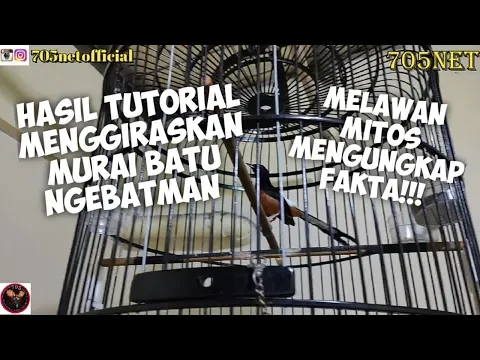Tutorial Menggiraskan Murai Batu Ngebatman