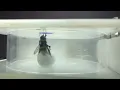 Bumble bees spontaneously solve problem