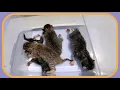 Download Lagu Suara Anak Kucing Baru Lahir