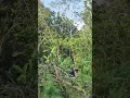 Download Lagu wood felling techniques that require skill to avoid mistakes in felling #shorts