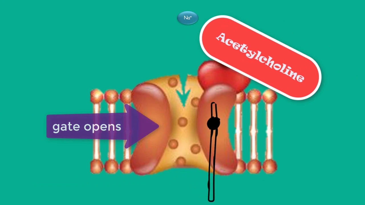 the neuromuscular junction Initiation of muscle contraction