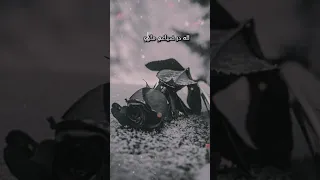في كل يوم في الجنان قوافل 