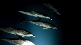 Night Sailing With Dolphins — Sailing Uma [Step 172]