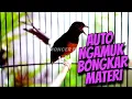 Download Lagu ✅BIKIN BONGKAR MATERI -  Pancingan Murai Batu Gacor EFECTIF ATASI MURAI MALAS BUNYI JADI GACOR