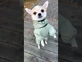 Download Lagu Deng Deng Deng 🐶🥰#chihuahua #pets #funny #doglover #cutedog #puppy #shorts #dogshorts
