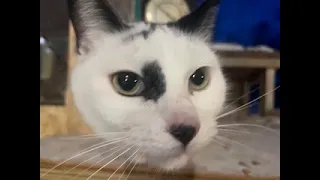 Up North Cat Condo-24/7 Livestream