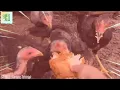 Meme chicken eating KFC