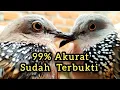 Download Lagu CARA MEMBEDAKAN DERKUKU JANTAN DAN BETINA || Paling Akurat mengetahui Kelamin Burung Derkuku/Tekukur