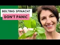 SPINACH BOLTING What to Do When Spinach Bolts