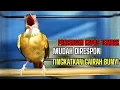 Download Lagu PANCINGAN KAPAS TEMBAK MUDAH DIRESPON LAWAN | SUARA AMPUH
