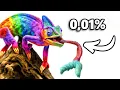 Download Lagu Adotei o Lagarto de Estimação Mais Raro