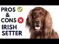 Curious About the Irish Setter Find Out the Pros and Cons Here