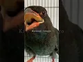 Lagu Tengkek Buto gacor