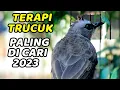 Download Lagu Trucukan gacor ropel panjang BERSIH ini 100% paling ampuh buat pancingan trucuk cepat nyaut gacor