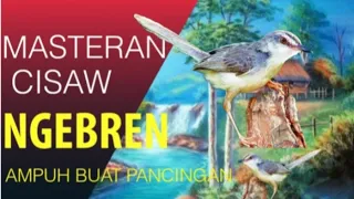 masteran tembakan ciblek sawah full ngebren