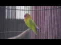 Download Lagu Pancingan Lovebird Ngetik Ngekek Panjang Paud Fighter