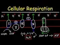 Cellular Respiration